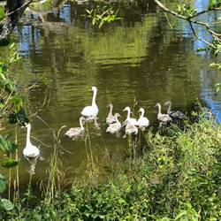 Schwanenfamilie
