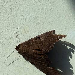 Schwarze Hexe