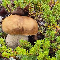 Und einen kleinen Steinpilz finden wir.