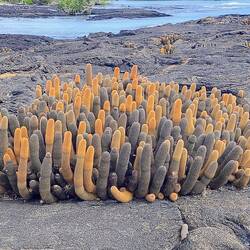 Der Pioneer Cactus, erstes Gewächs auf Lava