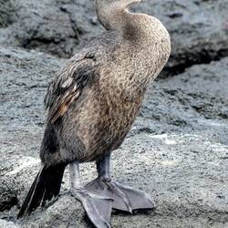 Flügel verkümmert, dafür Schwimmfüße