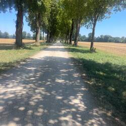 Tree lined cycle path