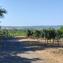 Rheinhessen bei Hillesheim