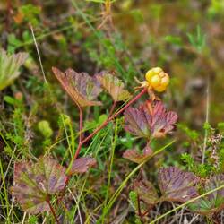 Reife Moltebeere