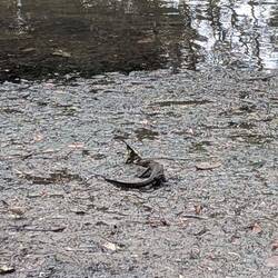 This was a monitor lizard in the river