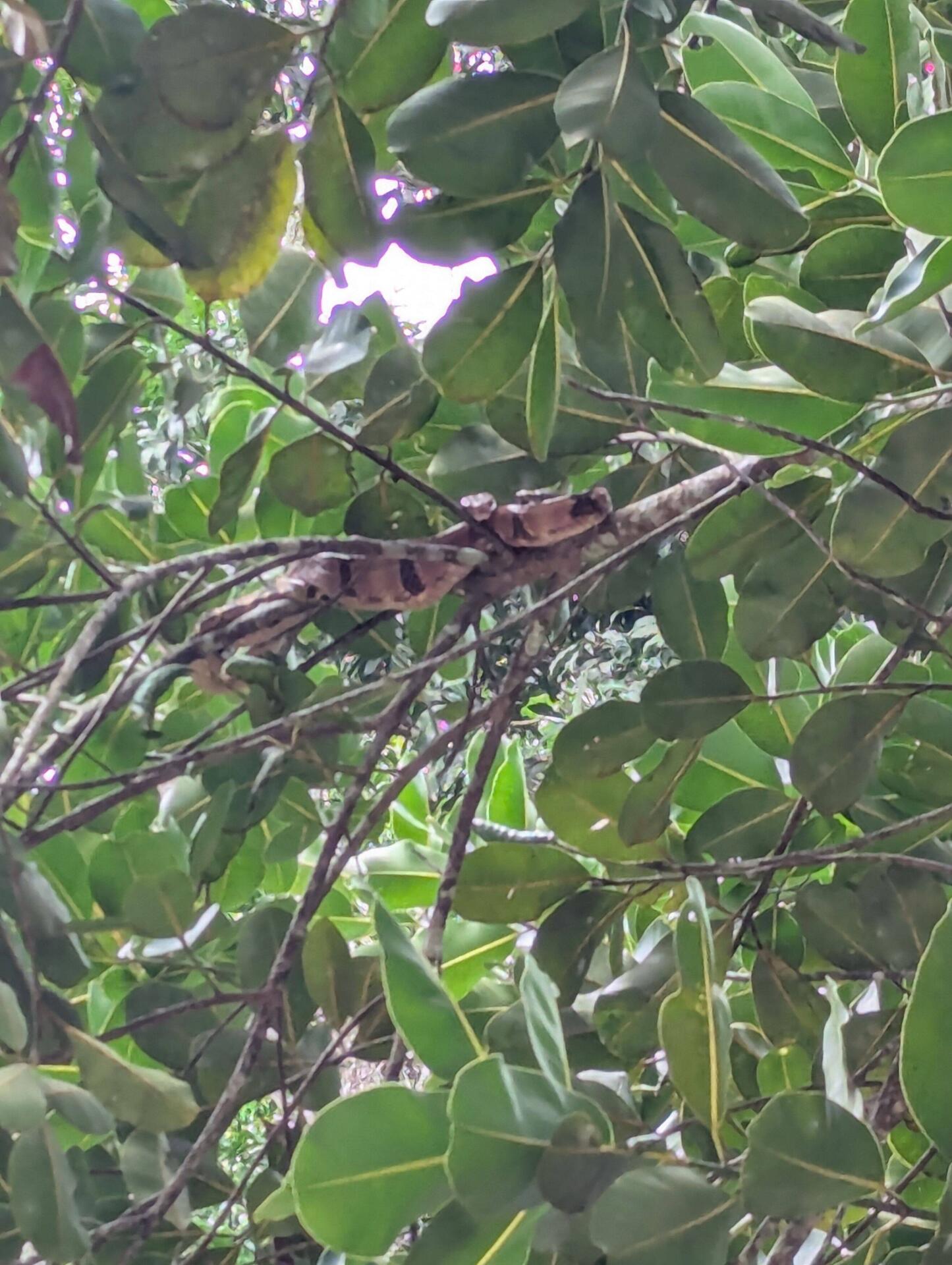 Saw a snake