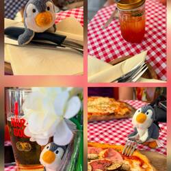 Pingu durfte zum Abendessen auch nochmal vor die Kamera 🐧