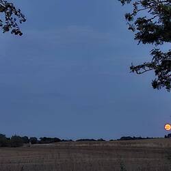 Blutmond gestern Abend über den Feldern