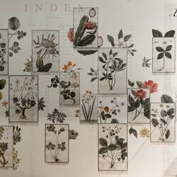 Knowledge in Bloom; a Hortus Wall; brings to life a rare 18th century Italian botanical masterpiece.