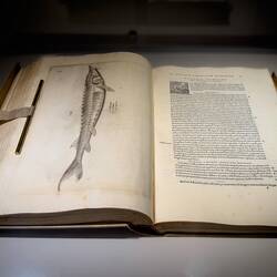 A page from Ippolito Salviani's groundbreaking work on the history of aquatic animals.