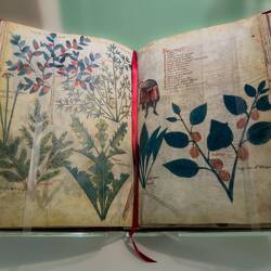 Presented by Pope Leo; reproduction of an illustrated pharmacopoeia manuscript dated to 1400.