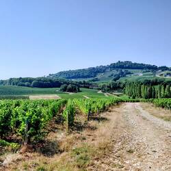 Looking towards Sancerre