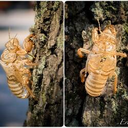 Ash cicada Mui almost squashed when he went to lean on a tree; no worries, the bug is alive & well.