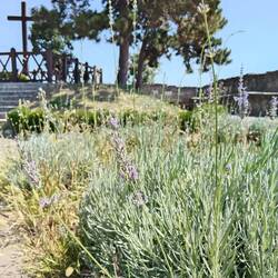 I found a flowering lavender!! In this heat, I smelt it before I saw it.