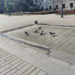 The pigeons were so hot and thirsty, they didn't move when I approached