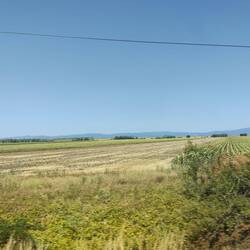 Countryside. Mainly sunflowers