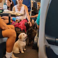 Roxy found a friend on the train.