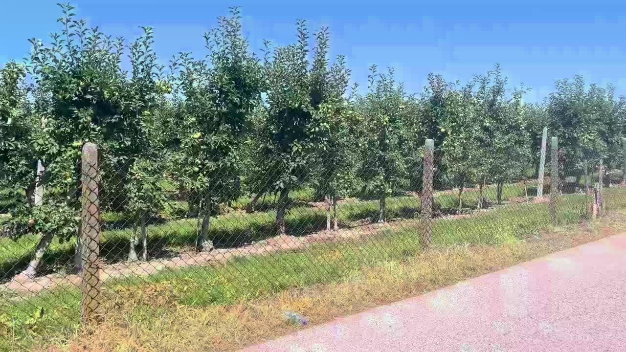Die meisten Plantagen waren hinter einem Zaun aber manche waren auch offen 😁