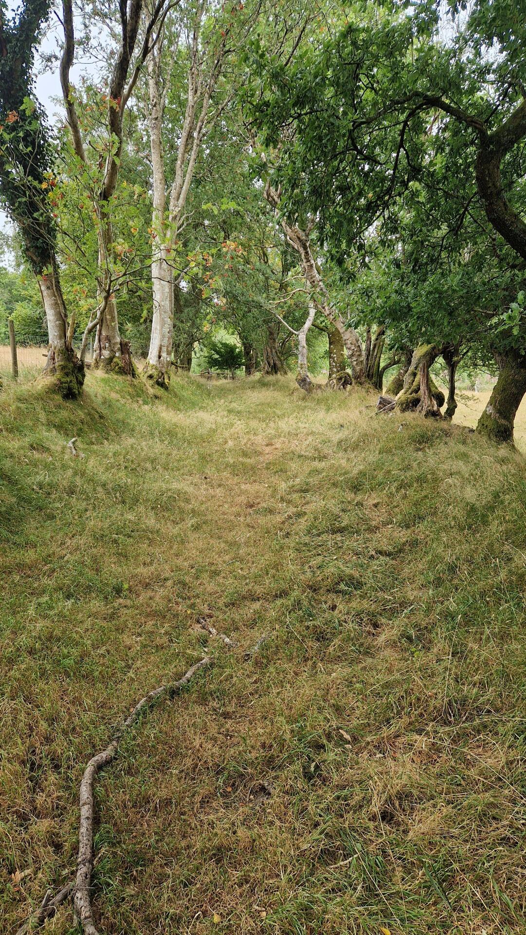 Delightful grass pathway in Coed Cornwall-fach
