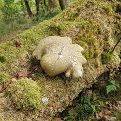 Amazing fungus that looks lmost like a frog