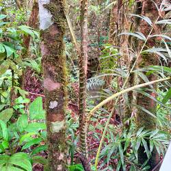 Rattatan tree
