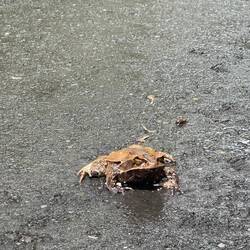 Frog on the road!