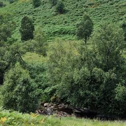 Another view down to the afon Doethie fawr river. In the foreground you can see the high ferns