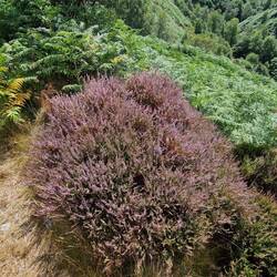 Great looking bush. Heather I think?