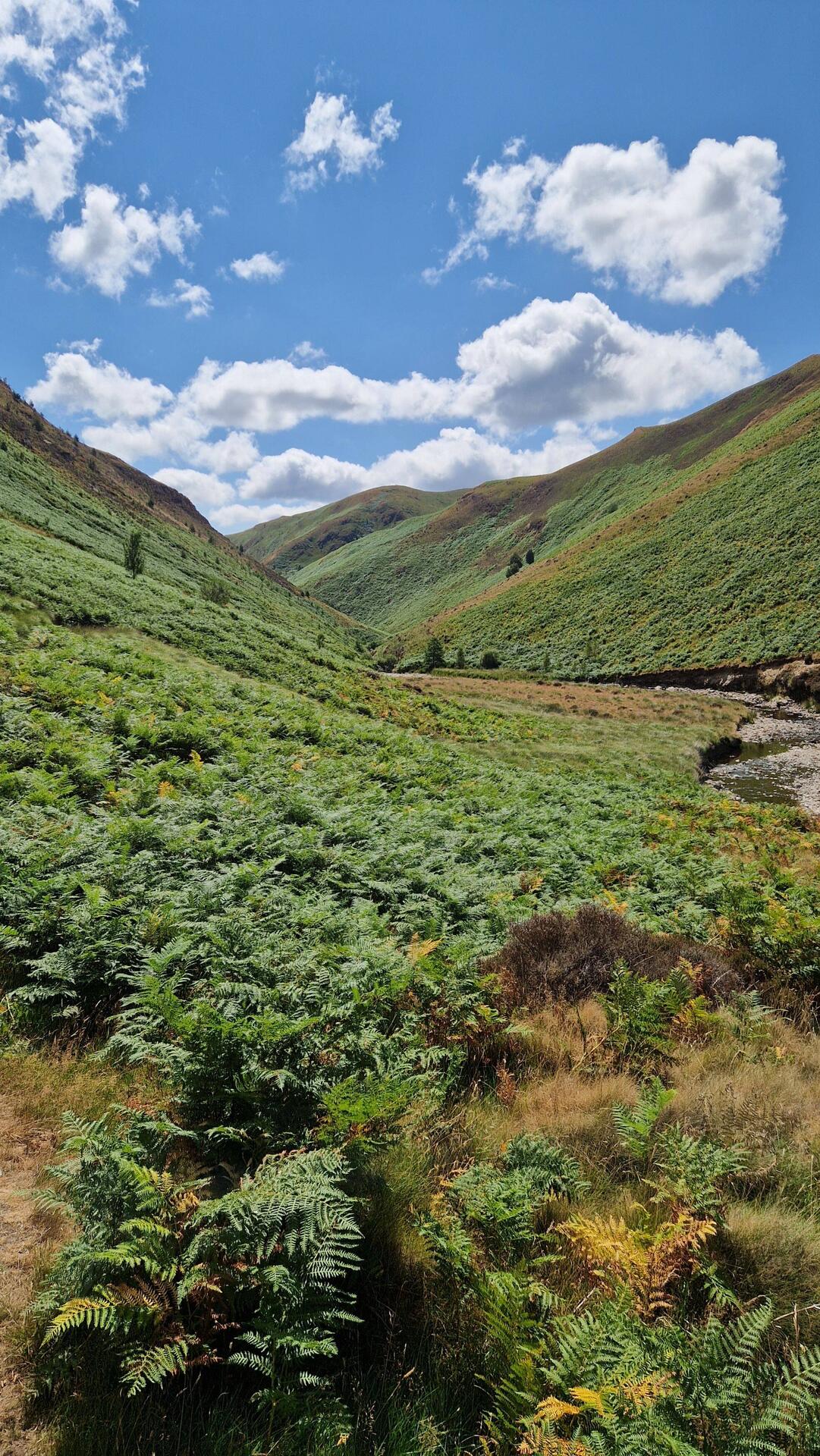 High ferns on afon Doethie fawr river path