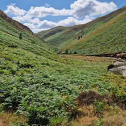High ferns on afon Doethie fawr river path