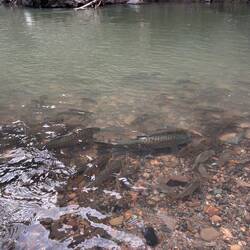 The biggest fish I've seen all holiday