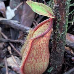 Trumpet flower
