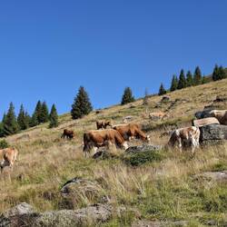 Wildtiere des Tages 🐮