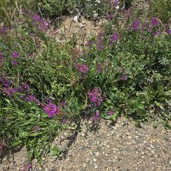 Fireweed and other flowers in bloom.