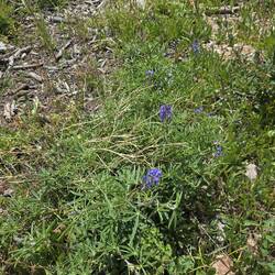 These are lupine.