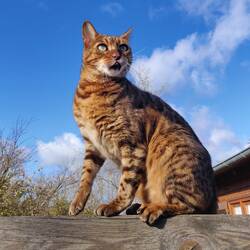 Casheda, Status Wildkatze