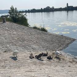 Swan family