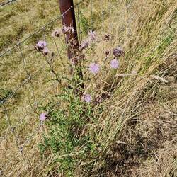 Lots of Thistles abput looking colourful