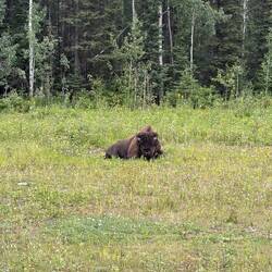 Bison