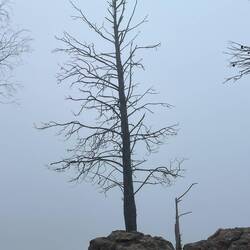 Such a cool tree