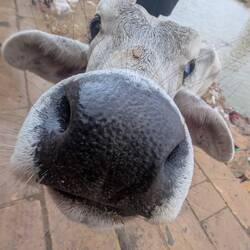Wieder kam eine Kuh an und wollte schmusen 😅☺️