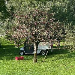 Many fruit trees.