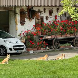 Guard dogs 😊