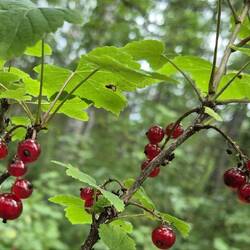 Wilde Johannisbeeren. Spannend und sehr sauer.