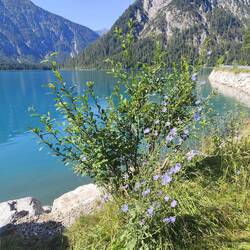 Plansee