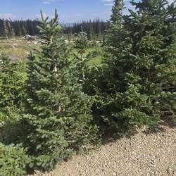 Small blue spruce