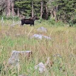 Love the moose!