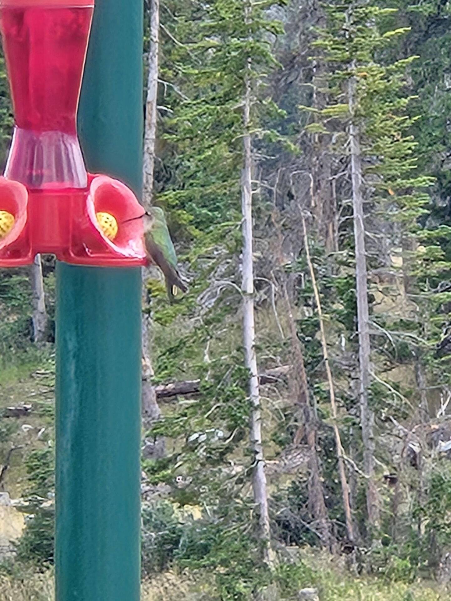 A little visitor