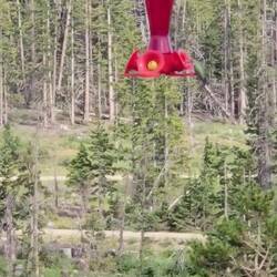 Live from the hummingbird feeder!