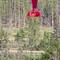 Live from the hummingbird feeder!